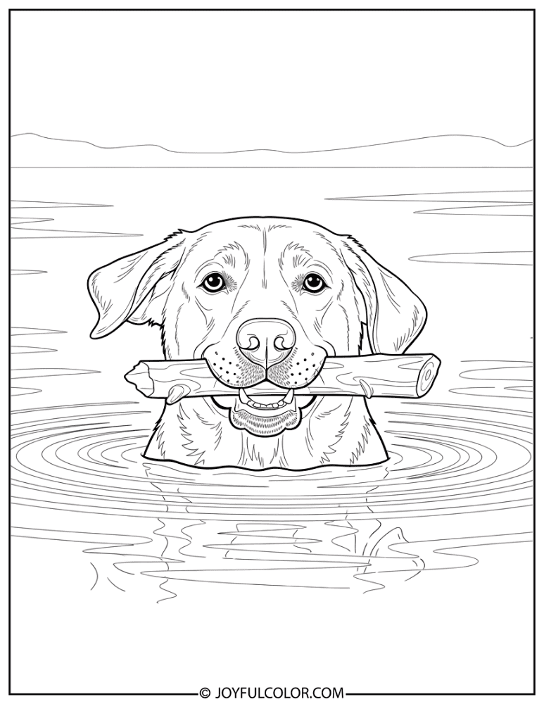 Labrador Fetching Stick in Water Coloring Page