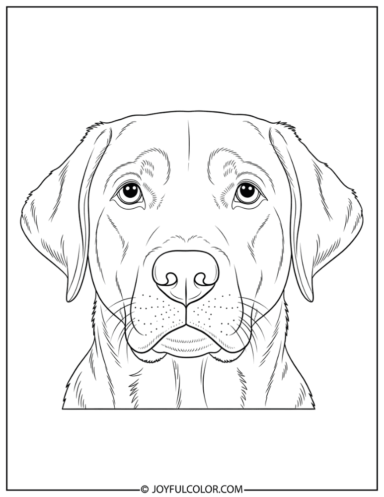 Labrador Portrait Close Up Coloring Page