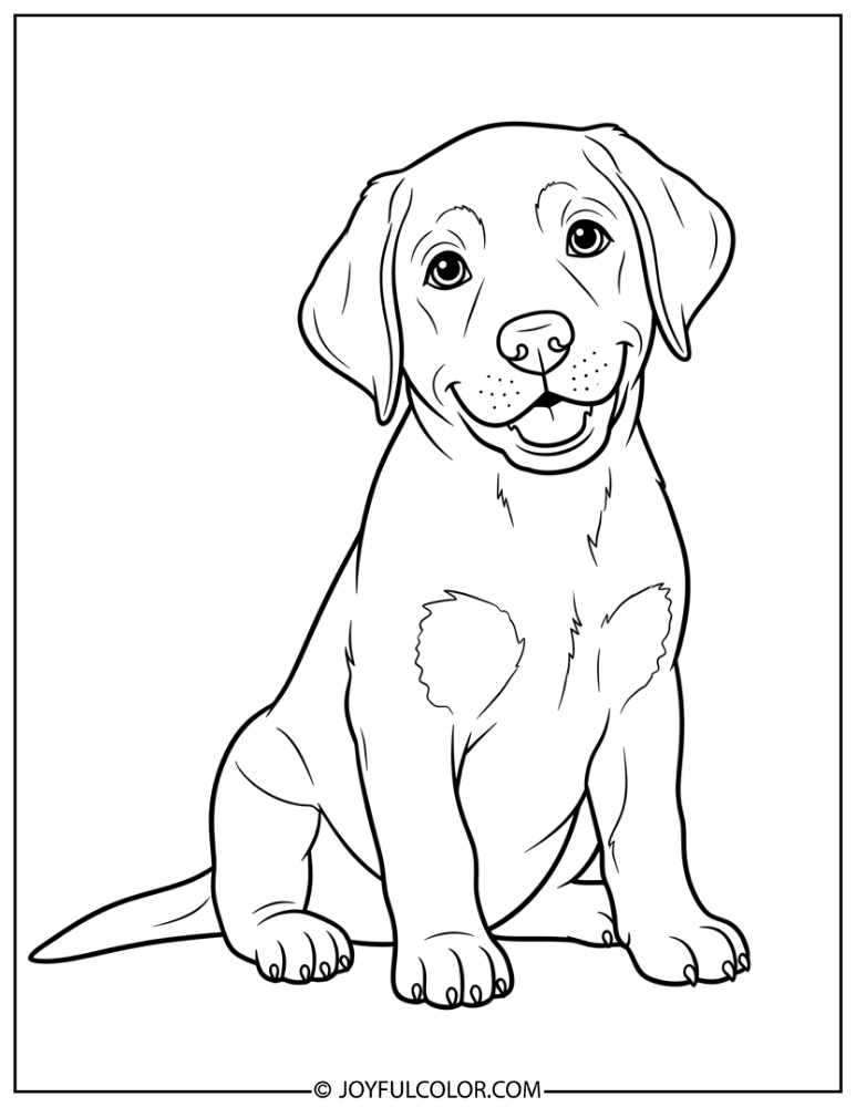 Labrador Puppy Sitting Coloring Page