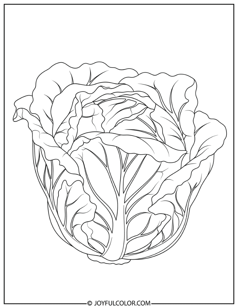 Lettuce Head Coloring Page