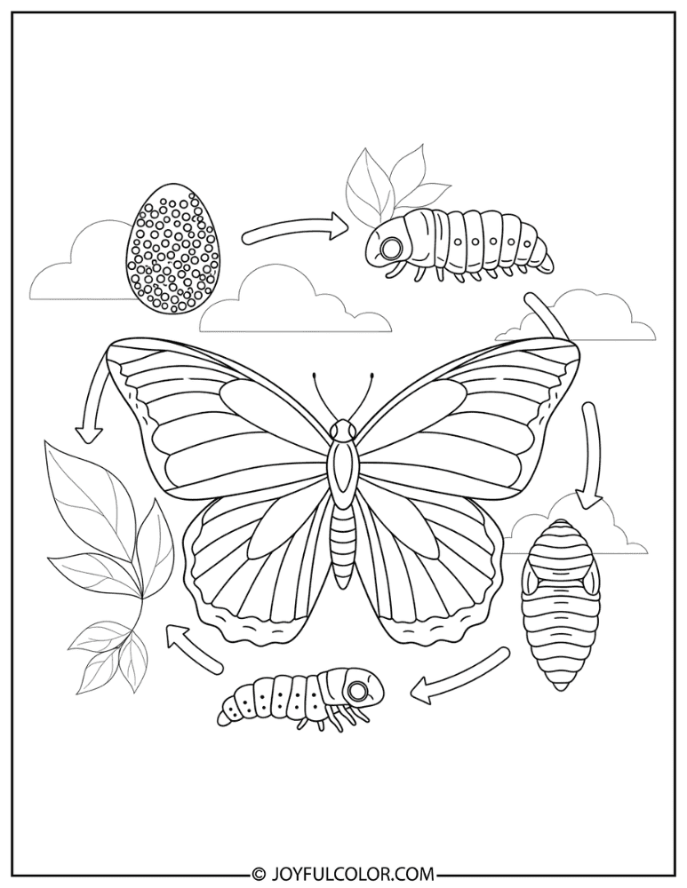 Life Cycle Diagram Coloring Page