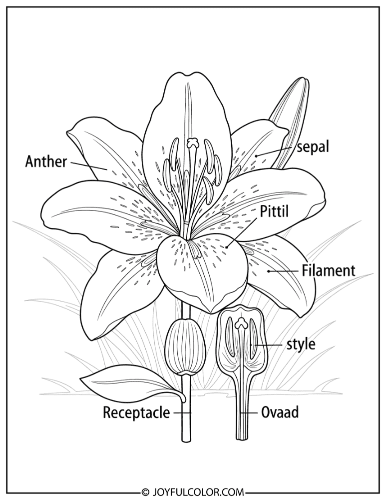 Lily Anatomy Coloring Page