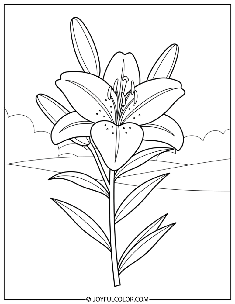 Lily Flower Outline Coloring Page