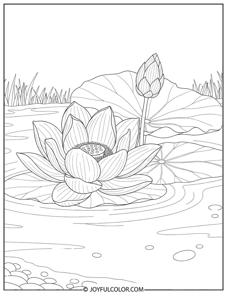 Lotus Flower in a Peaceful Pond Coloring Page