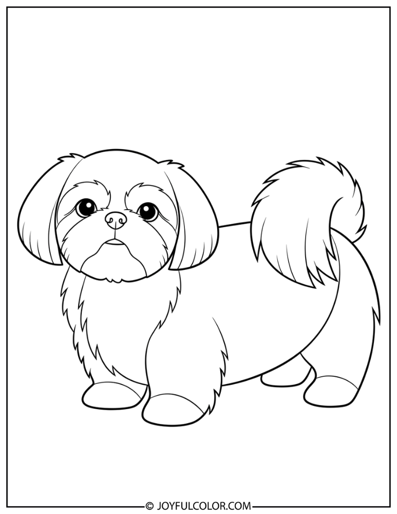 Minimal Detail Shih Tzu Coloring Page