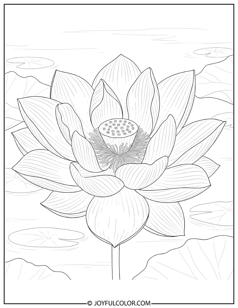Naturalistic Lotus Bloom Coloring Page