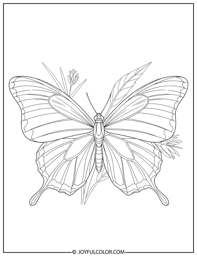 Nature Butterfly Basic Pose Coloring Page