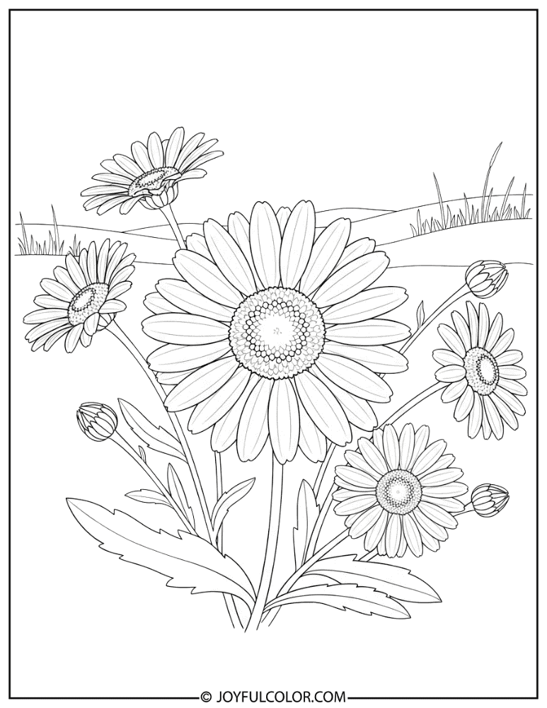 Oxeye Daisy Botanical Illustration Coloring Page