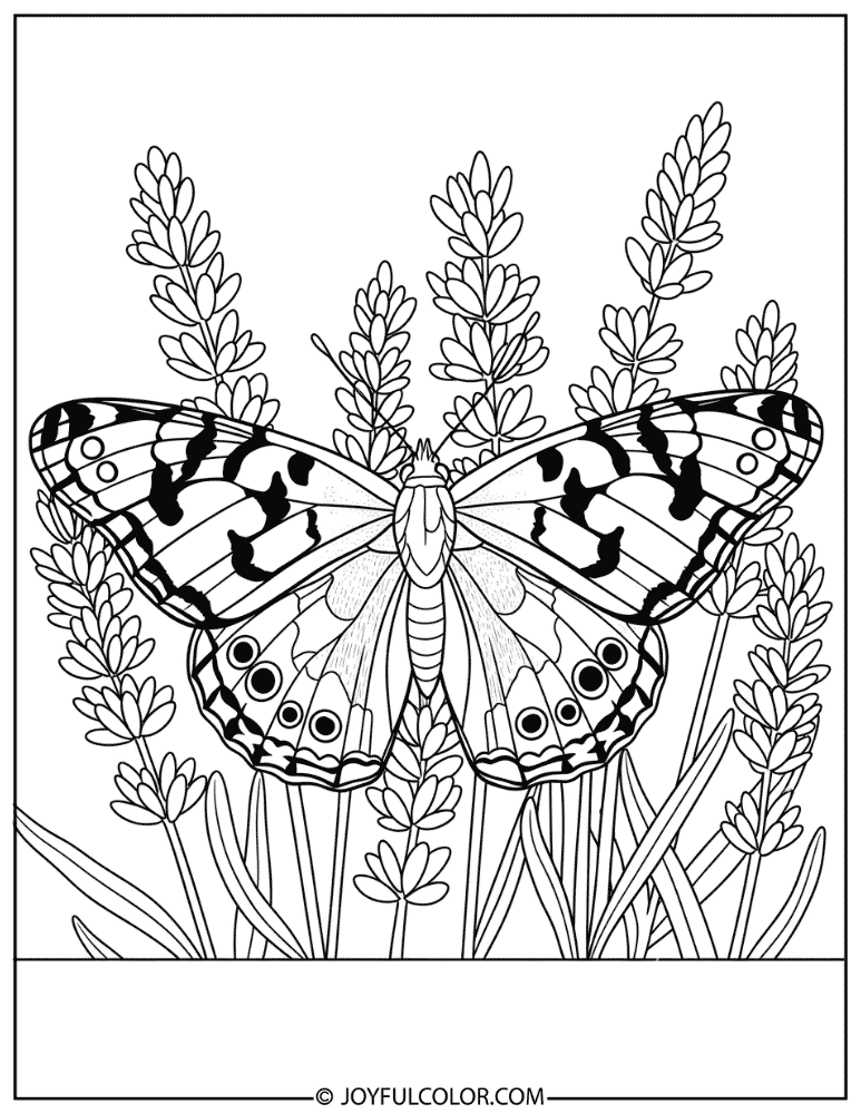 Painted Lady Butterfly on Lavender Coloring Page