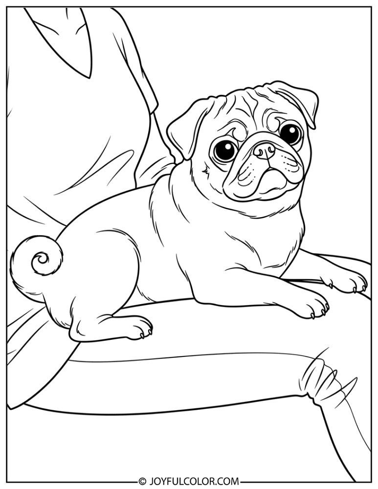 Pug Sitting on Lap Coloring Page