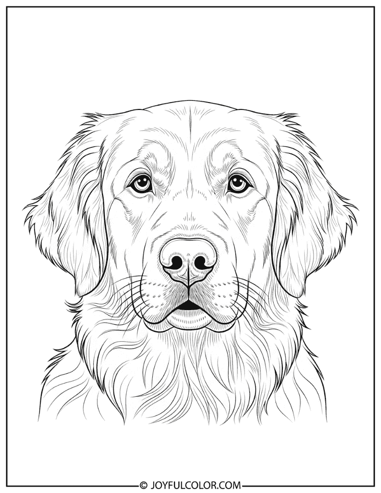 Realistic Golden Retriever Portrait Coloring Page