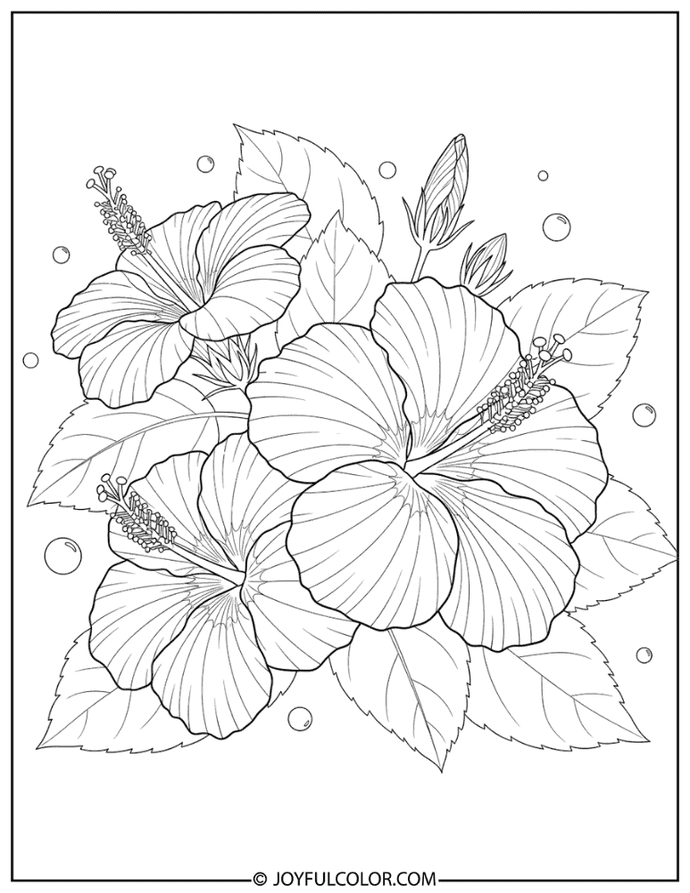 Realistic Hibiscus Outline Coloring Page