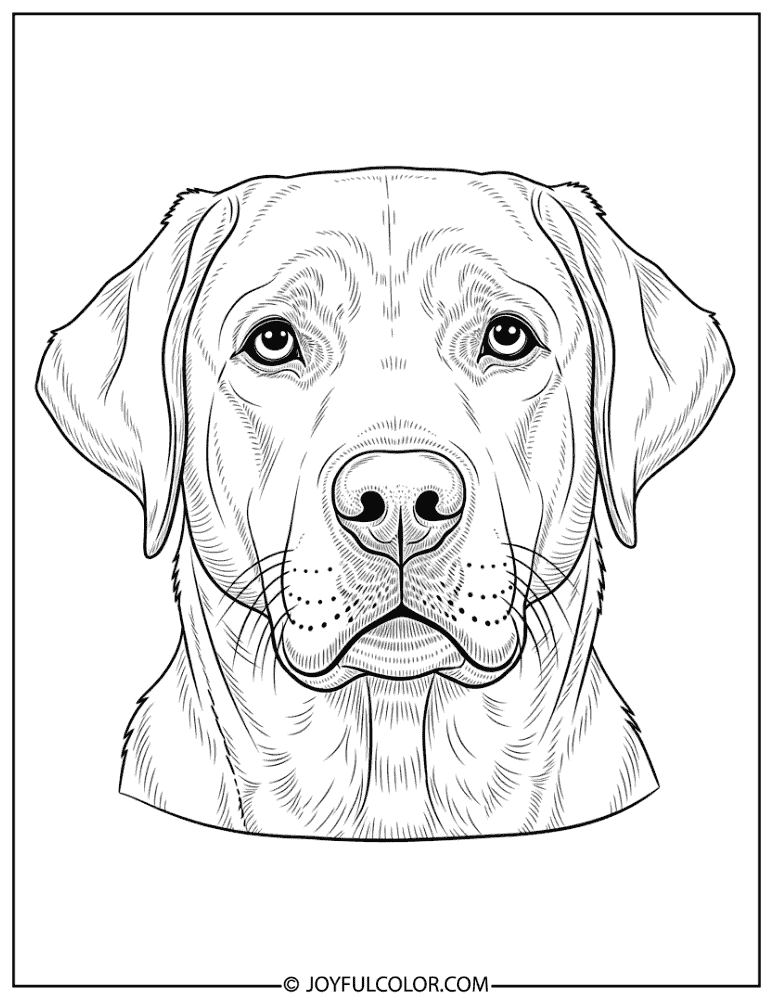 Realistic Labrador Portrait Coloring Page