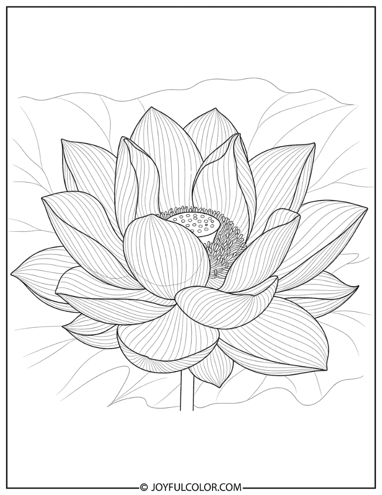 Realistic Pink Lotus Coloring Page