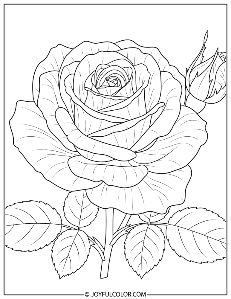 Realistic Rose Botanical Coloring Page