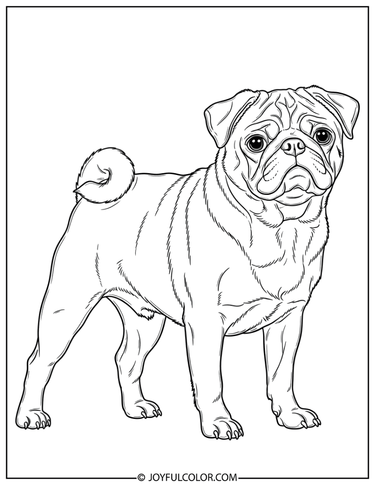 Realistic Standing Pug Coloring Page