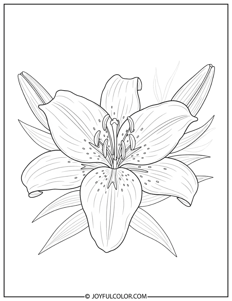 Realistic Tiger Lily Coloring Page