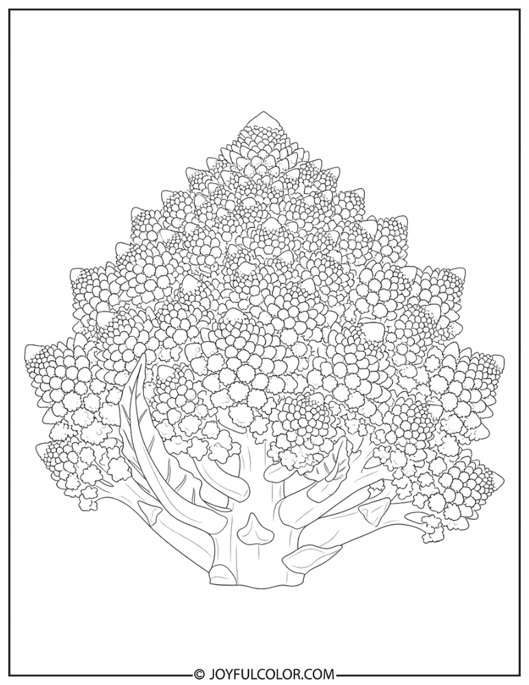 Romanesco Broccoli Close Up Coloring Page