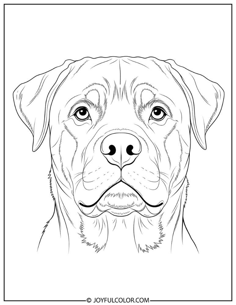 Rottweiler Face Close Up Coloring Page