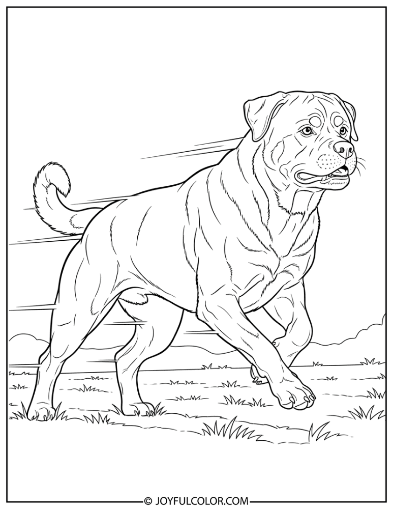 Rottweiler Running in Field Coloring Page