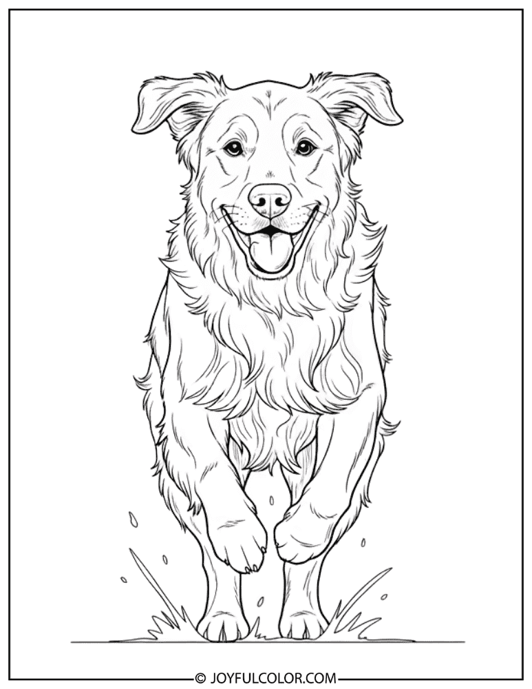 Running Golden Retriever Coloring Page