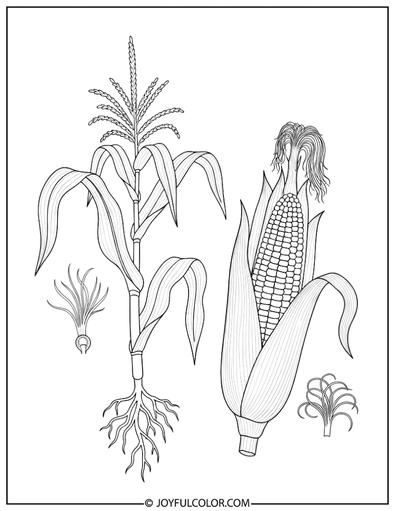 Scientific Corn Plant Diagram Coloring Page