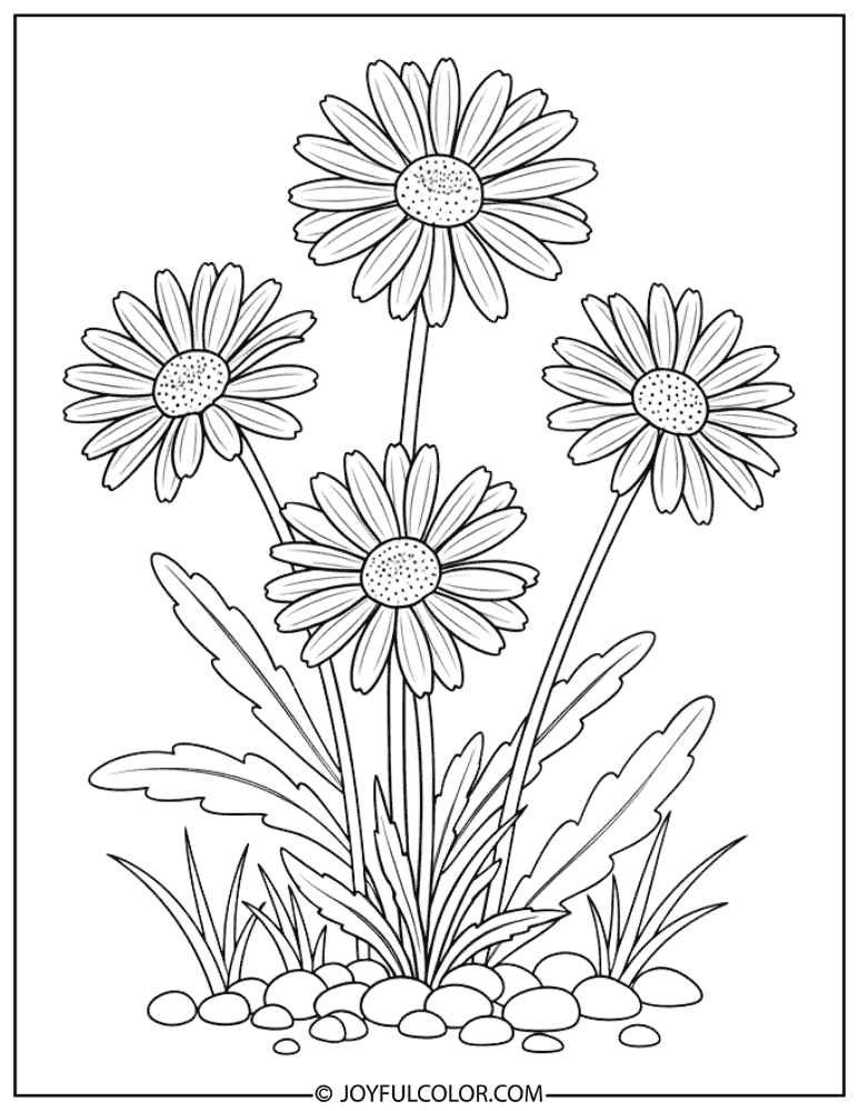 Shasta Daisy Botanical Coloring Page