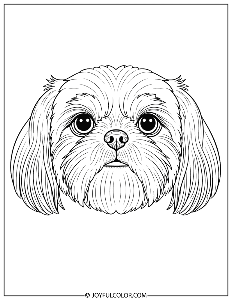 Shih Tzu Face Close Up Coloring Page