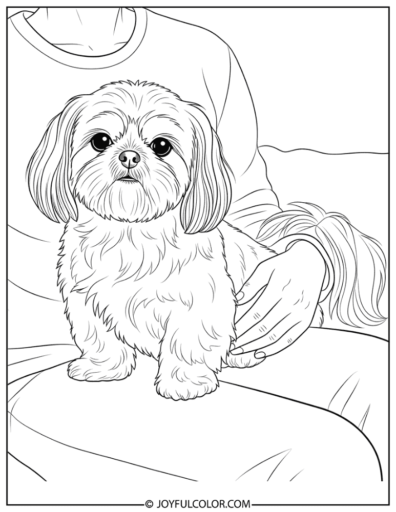 Shih Tzu Sitting on Lap Coloring Page