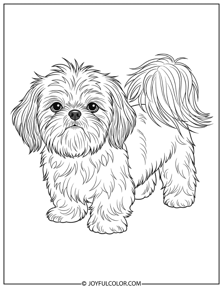 Shih Tzu with Messy Hair Coloring Page