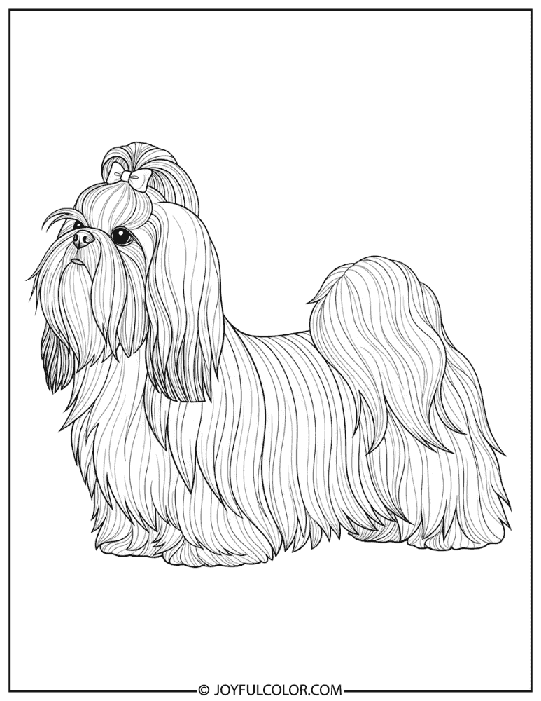 Show Dog Shih Tzu Coloring Page