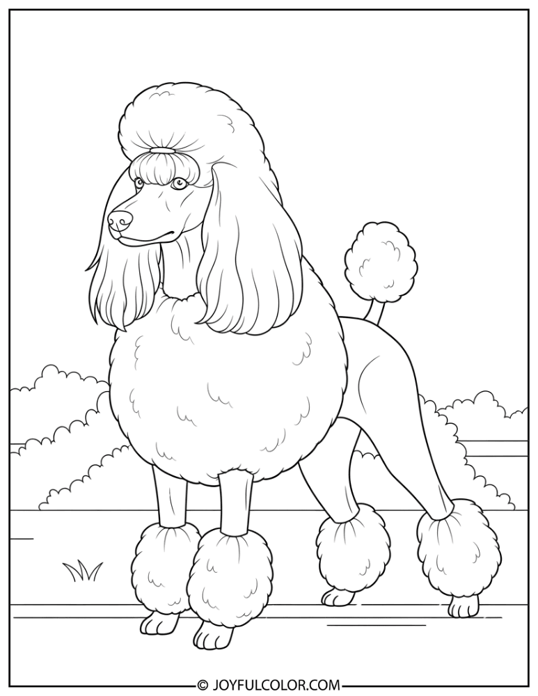 Show Groomed Poodle Coloring Page