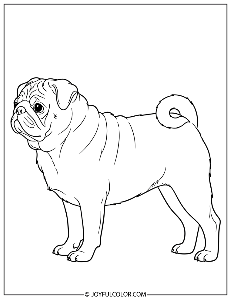 Side Profile Pug Coloring Page