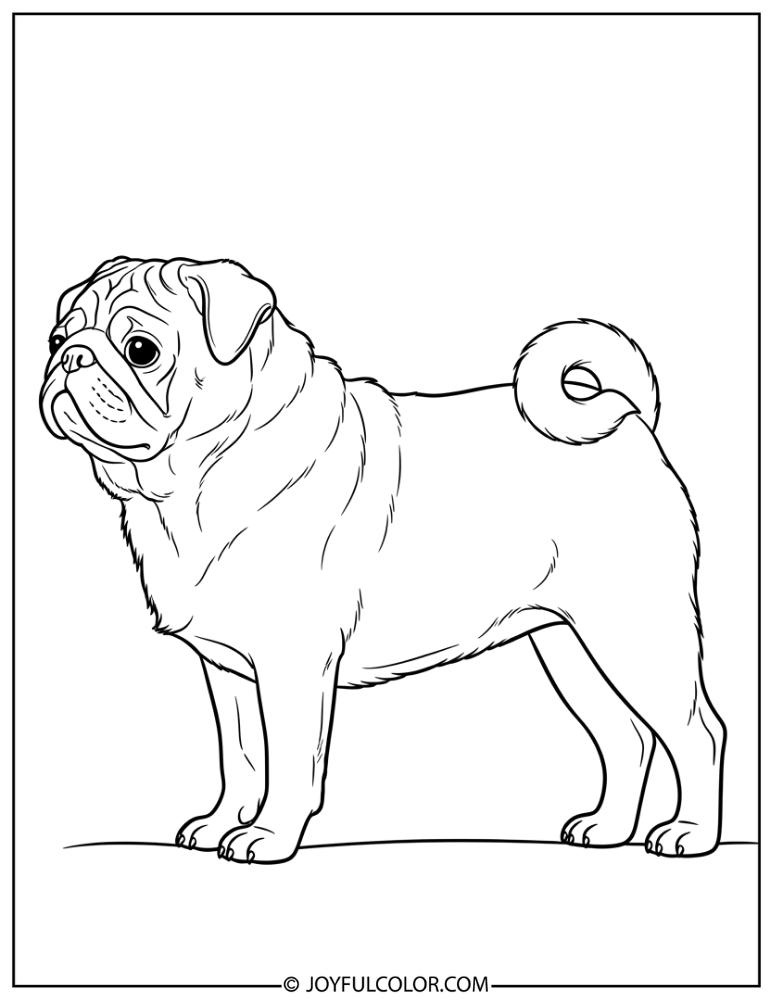 Side Profile Realistic Pug Coloring Page