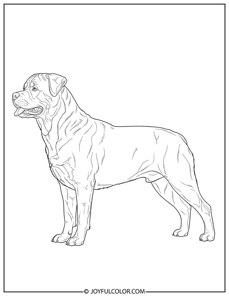 Side Profile Realistic Rottweiler Coloring Page