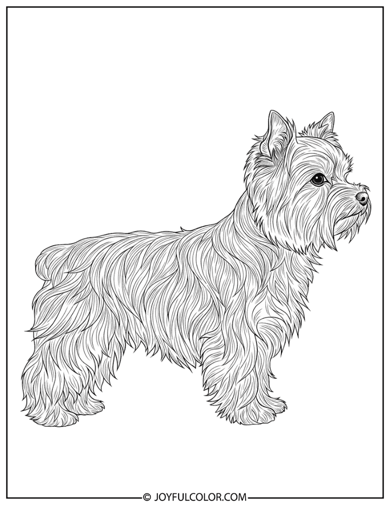 Side Profile Realistic Yorkie Coloring Page