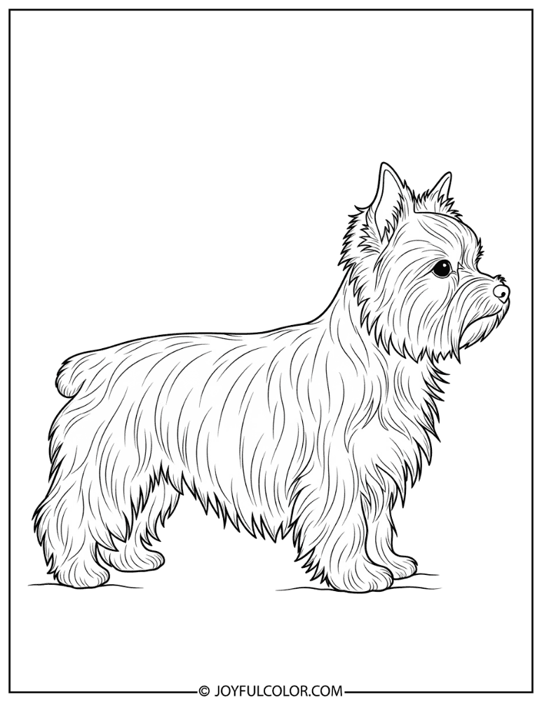 Side Profile Yorkshire Terrier Coloring Page