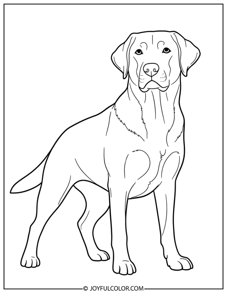 Simple Lab Dog Outline Coloring Page