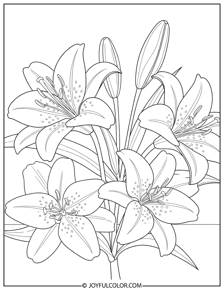 Simple Lily Outline Coloring Page