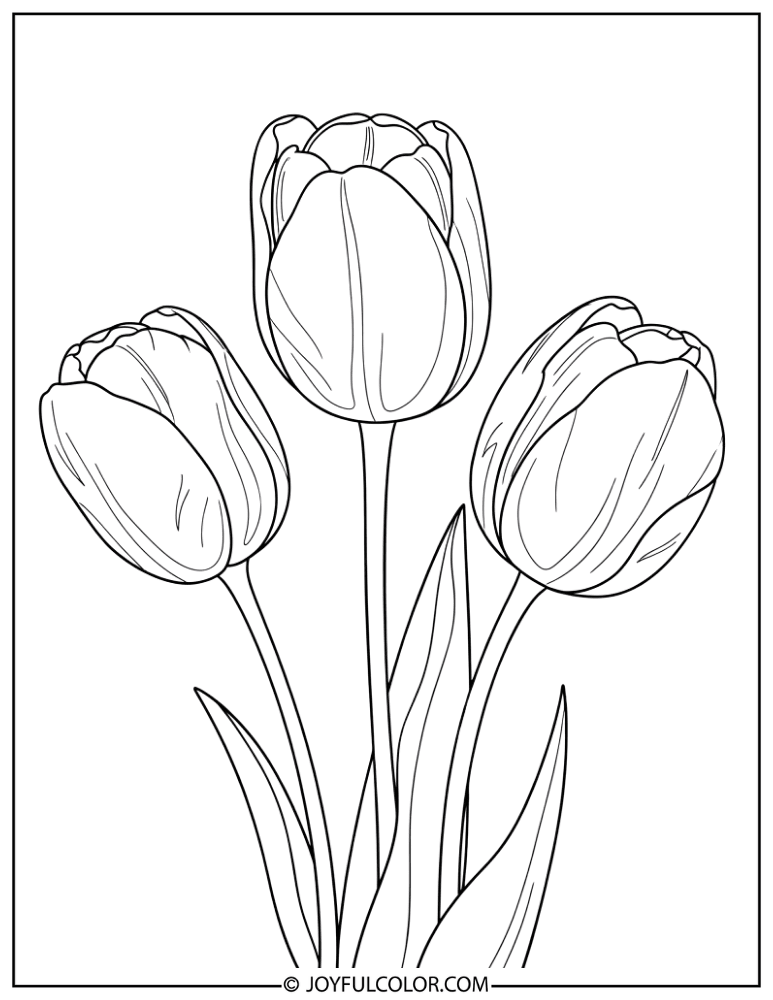 Simple Tulip Outline Coloring Page