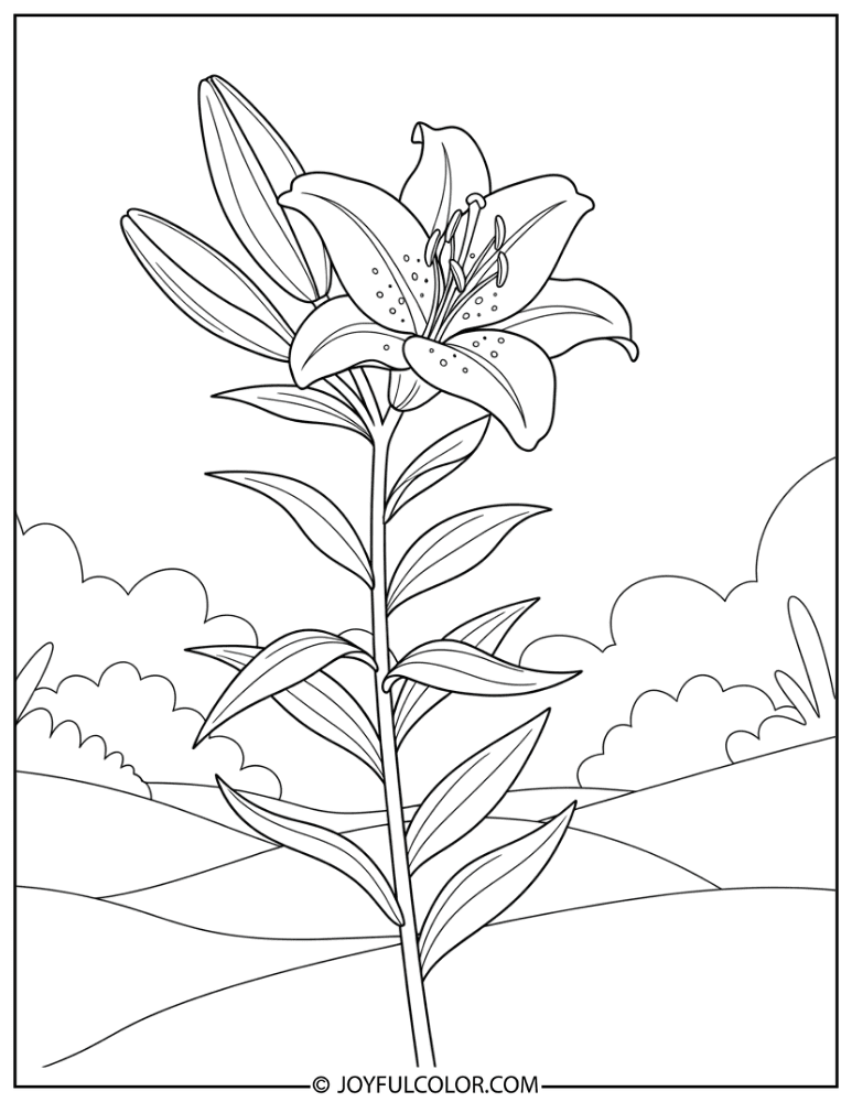 Single Bloom Lily Coloring Page