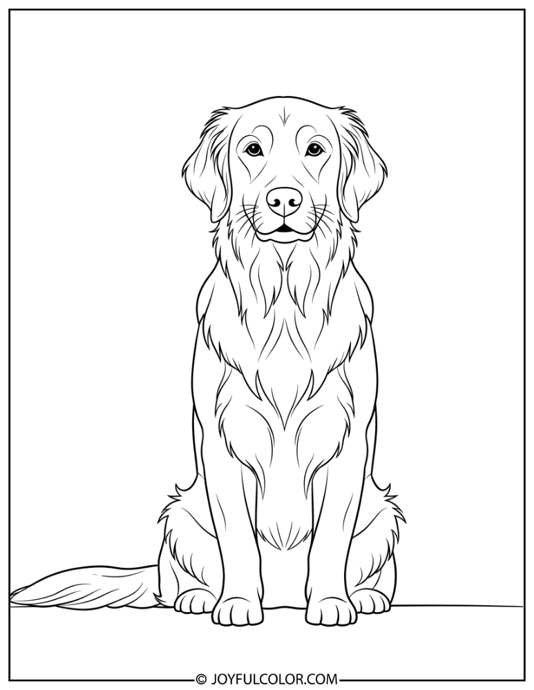 Sitting Golden Retriever Coloring Page