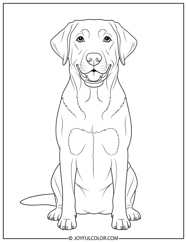 Sitting Lab Dog Coloring Page