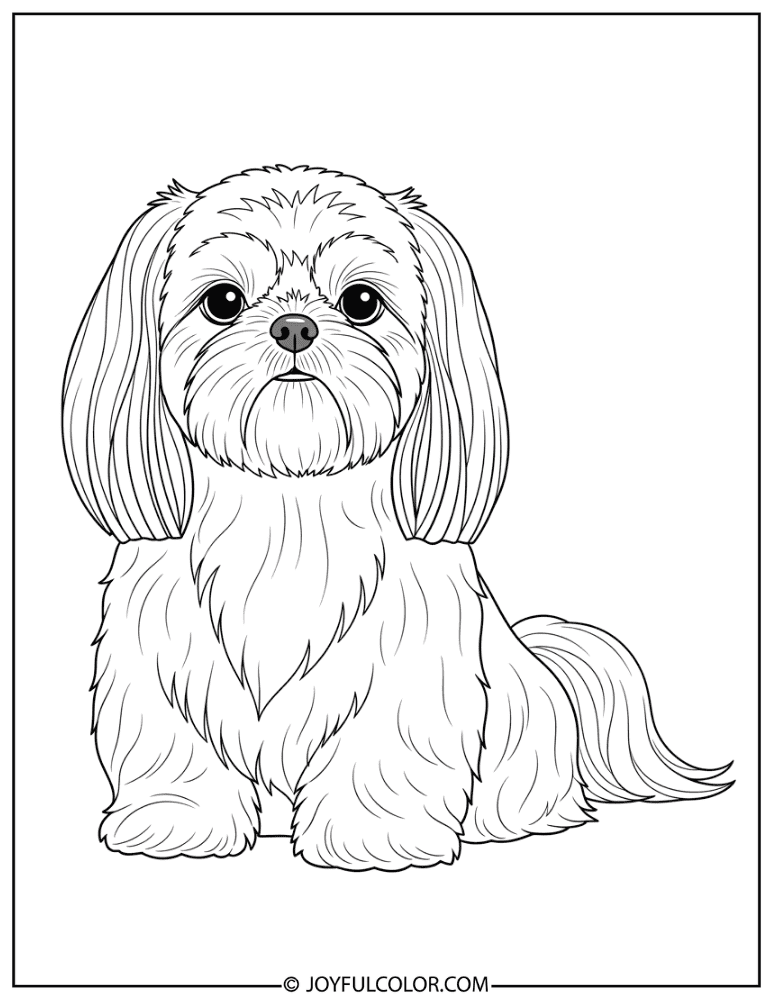 Sitting Shih Tzu Coloring Page