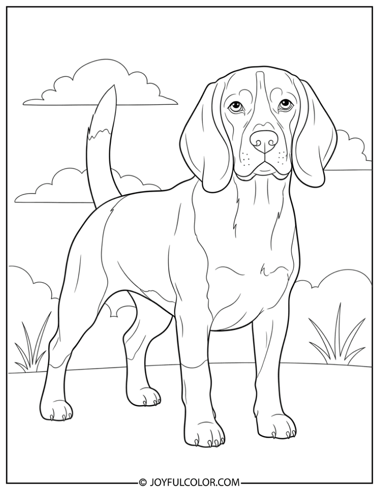 Standing Beagle Coloring Page