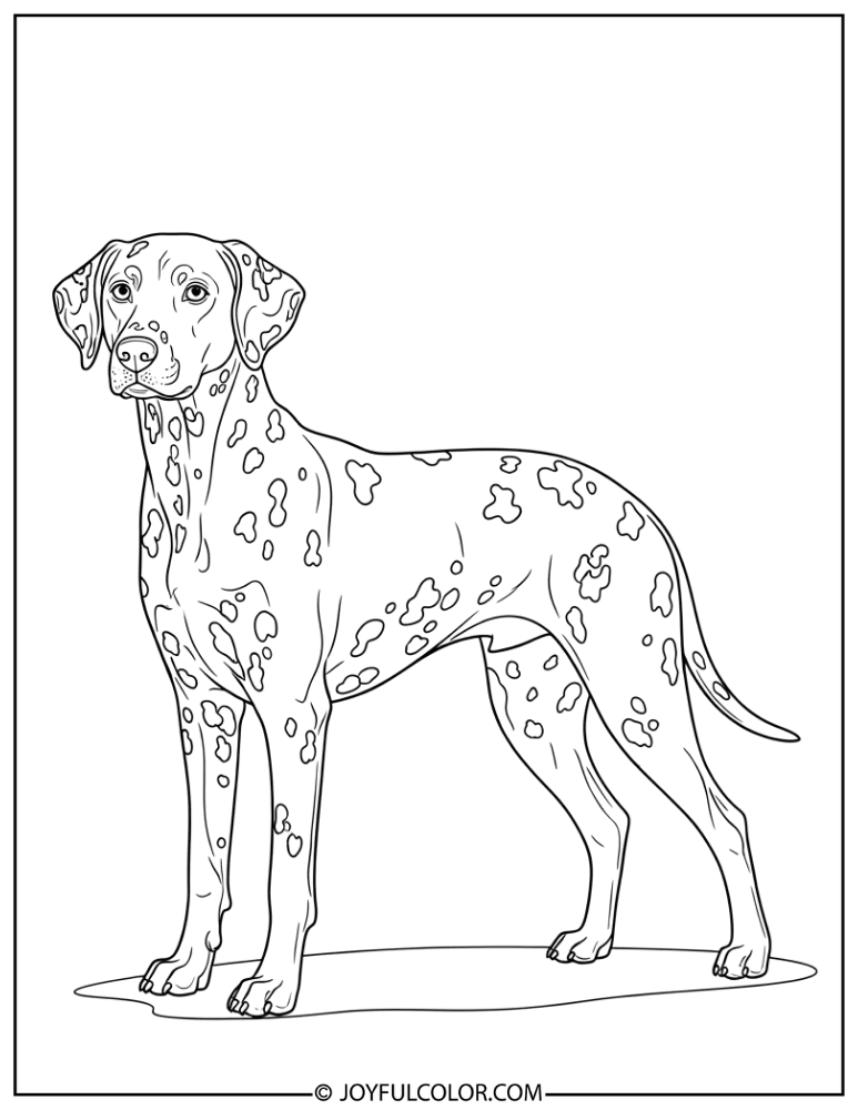 Standing Dalmatian Coloring Page