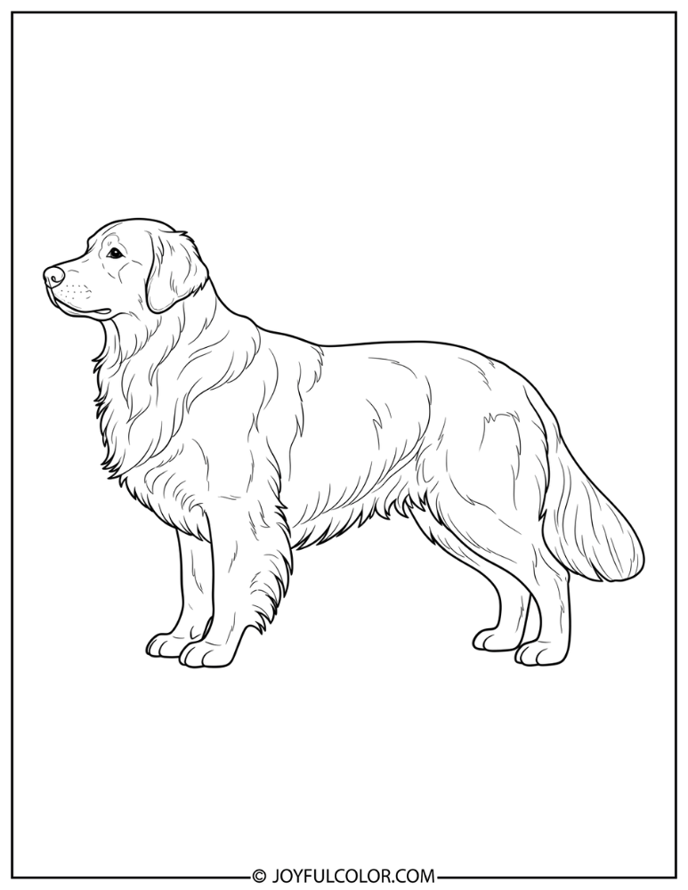 Standing Golden Retriever Coloring Page