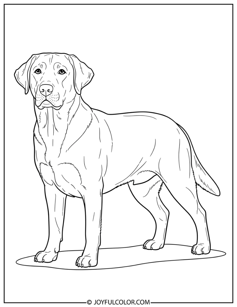Standing Labrador Retriever Coloring Page
