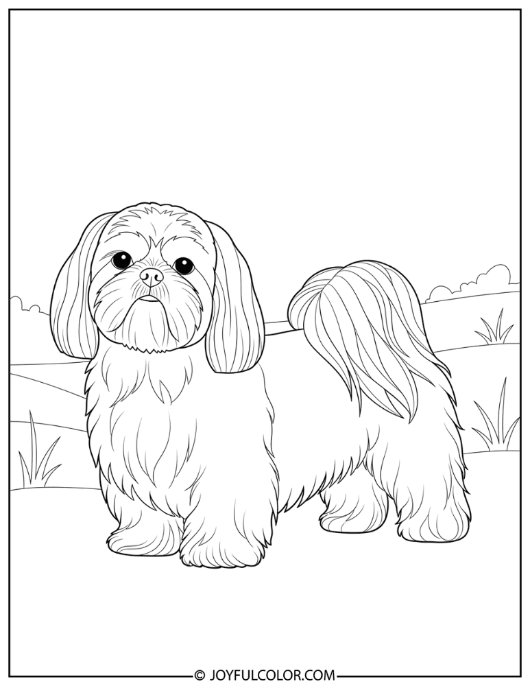 Standing Shih Tzu Coloring Page