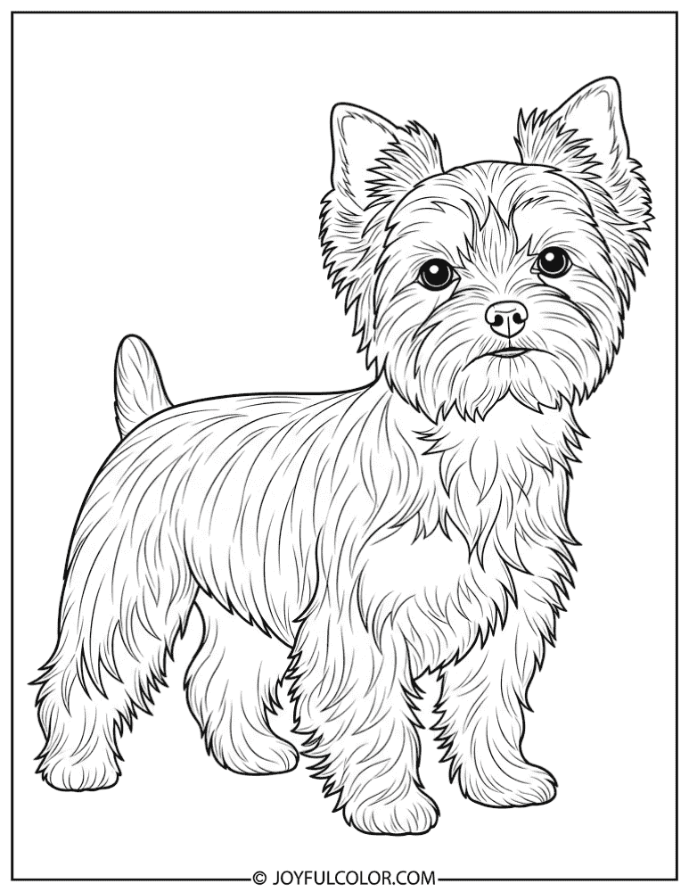 Standing Yorkshire Terrier Coloring Page